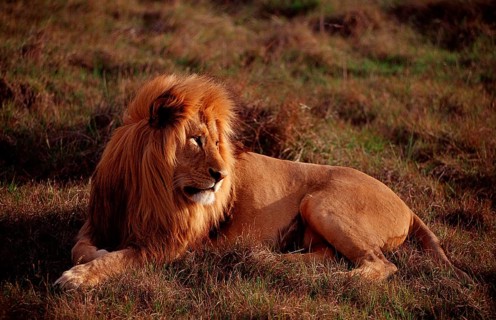 Male lion, lion, Panthera leo, South Africa, Schotia Game Park, Africa