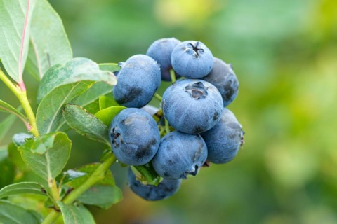 Blueberry (Vaccinium corymbosum 'Bluecrop'), Cambridge Botanical Garden, Germany, Europe