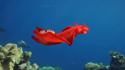 Bright red Sea Slug swims in blue sea in sunrays on daytime. Spanish Dancer (Hexabranchus