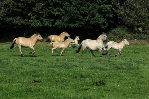 Norwegian Fjord Horse, Herd Galloping through Meadow