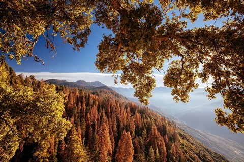 Autumn sunrise over redwood trees at Moro Rock in Sequoia National Park, California, USA, North