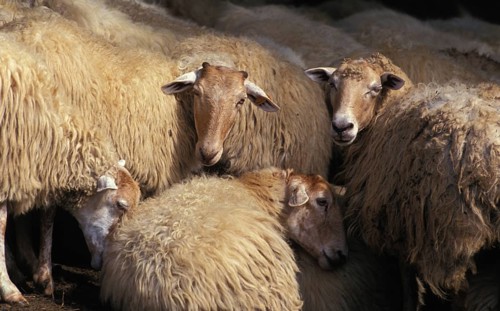 Manech a Tete Rousse domestic sheep, a French breed