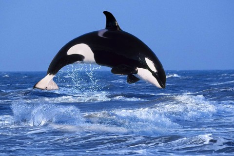 Killer whale (Orcinus orca)