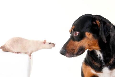 Mixed-breed dog, male, and colour rat, male