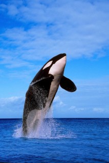 Killerwhale (Orcinus orca)