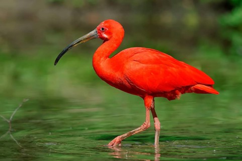 Scarlet Ibis (Eudocimus ruber)
