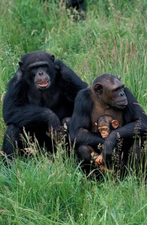 CHIMPANZEE (pan troglodytes), MALE WITH FEMALE CARRYING YOUNG