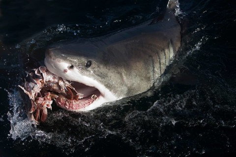 Great white shark, Great white shark, Great white sharks (carcharodon carcharias), White sharks,