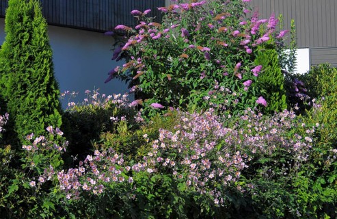 Front garden at the house with summer lilac