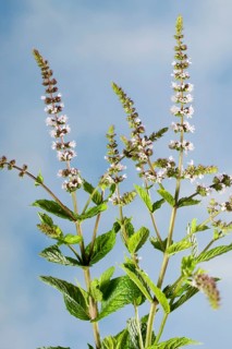 Hemingway peppermint (Mentha nemorosa)