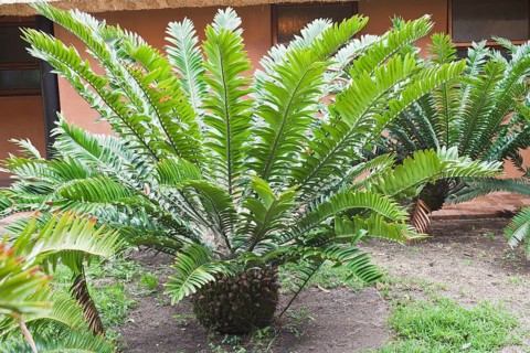 Natal Cycads, Umfolozi Hluhluwe National Park, South Africa (Encephalartos natalensis)