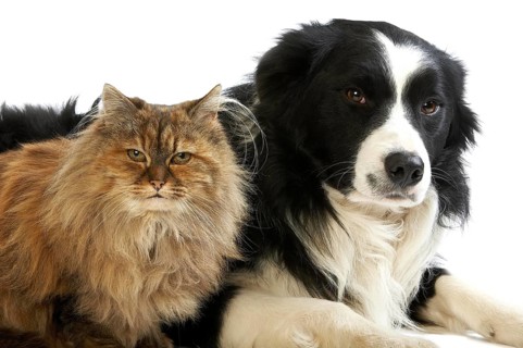 Border Collie Male with Tortoiseshell Persian Female, Dog and Cat laying against White Background