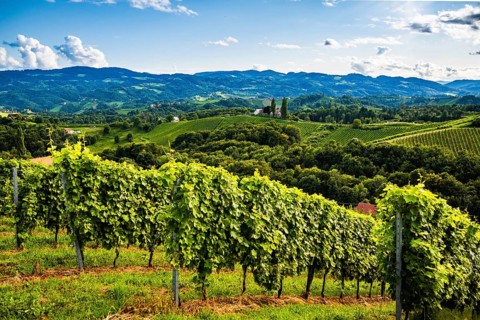 Austria, south styria vineyards travel destination. Tourist spot for vine lovers. Sunset landscape,