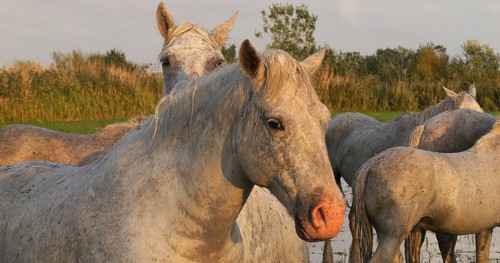 Camargue Horse, Herd standing in Swamp, Saintes Marie de la Mer in Camargue, in the South of France