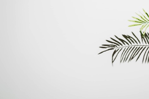 Leaves falling white wall background