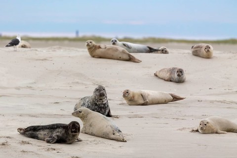 Harbor seals (Phoca vitulina) and grey seals (Halichoerus grypus) resting on a sandbank in the
