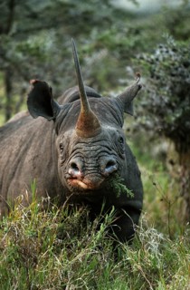 BLACK black rhinoceros (diceros bicornis), adult feeding in BUSH, KENYA