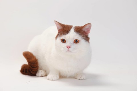 British shorthair cat, male, cinnamon white van, Highlander, Lowlander, Britanica