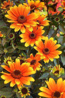 Sun's eye (Heliopsis), Allgäu, Bavaria, Germany, Europe