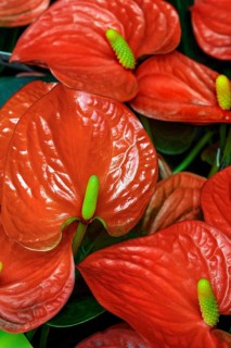 Flamingo flower (Anthurium), Allgäu, Bavaria, Germany, Europe