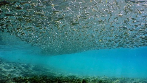 Massive concentration of Hardyhead Silverside fish swims in blue water over sandy bottom casting