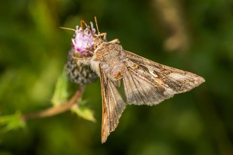 Gamma owl on a flower, A silver Y moth on a flower