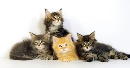 Blue Blotched Tabby, Brown Tortie Blotched Tabby, Cream Blotched Tabby and Brown blotched Tabby,