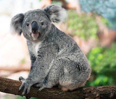 KOALA (phascolarctos cinereus), FEMALE STANDING ON BRANCH