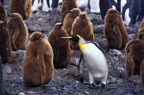 KING PENGUIN (aptenodytes) patagonica, CHICK CRECHE WITH ONE ADULT, SALISBURY PLAIN IN SOUTH