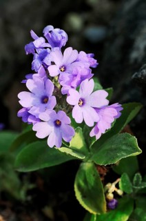 Alpine Auricula Primrose (Primula marginata)