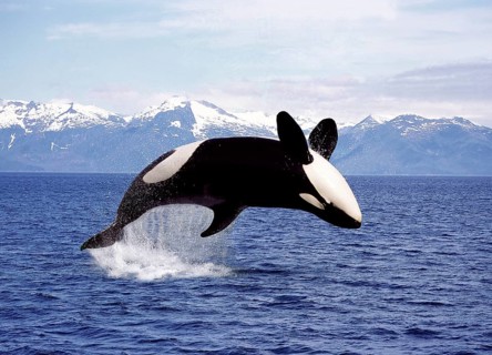 KILLER WHALE (orcinus orca), ADULT LEAPING, CANADA
