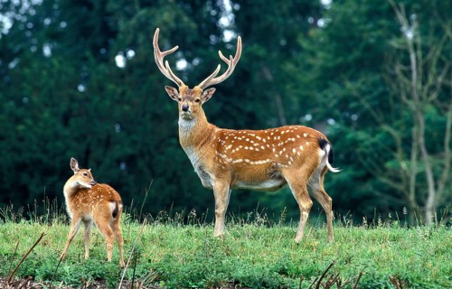 VIETNAMESE SIKA sika deer (cervus nippon) pseudaxis, MALE AND FAWN