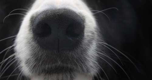 Border Collie Dog, Portrait of male, Close up of the Nose