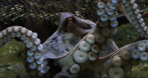 Common Octopus (octopus vulgaris), Adult showing Tentacles, Seawater Aquarium in France