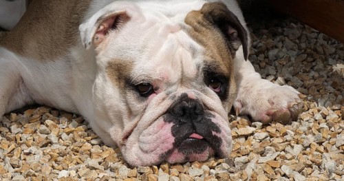 English Bulldog, English Bulldog, Female lying on the Terrace, Normandy