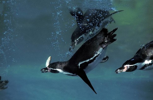 HUMBOLDT humboldt penguin (spheniscus humboldti), UNDERWATER GROUP IN SEARCH OF FISHES