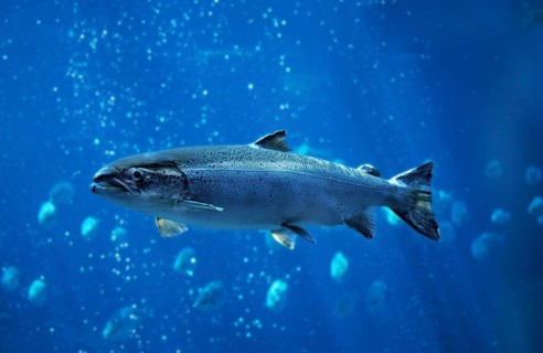Atlantic (Salmonidae) salmon (salmo salar), Atlantic salmon, Other animals, Fish, Salmon, Animals,