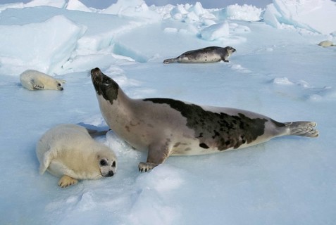 HARP SEAL (pagophilus groenlandicus), FEMALE WITH PUP ON ICE FIELD, MAGDALENA ISLAND IN CANADA