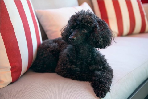 Beautiful black Toy Poodle resting on a outdoor sofa