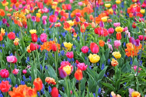 Keukenhof in the Netherlands has long been a magnet for international tourism, but it is