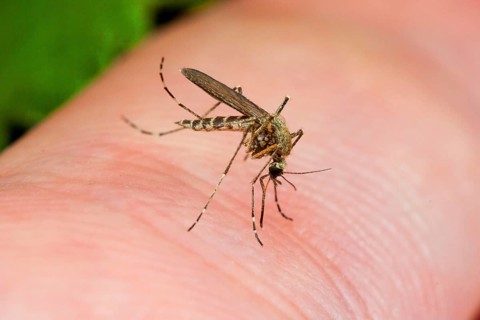 Mosquito on human skin (Aedes), mosquito, soaked, Germany, Europe