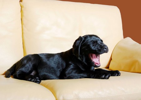 Labrador retriever, puppy, black, on couch, sofa