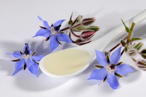 Borage oil, cucumber herb (Borago officinalis), borage oil