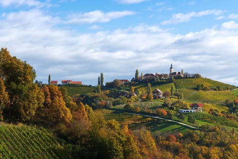 Vineyard in autumn, Kitzeck im Sausal, Styria, Austria, Europe