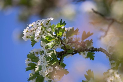 Single-stemmed common hawthorn (Crataegus monogyna), flowers against a blue sky, Dümmer See, Lower