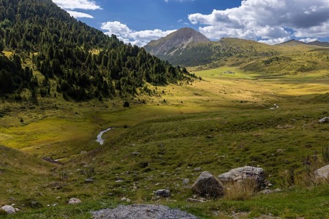God da Tamangur, highest contiguous Swiss stone pine forest in Europe, Val S-charl, Scuol, Engadin,