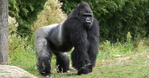 Eastern Lowland Gorilla (gorilla gorilla) graueri, Silverback Male
