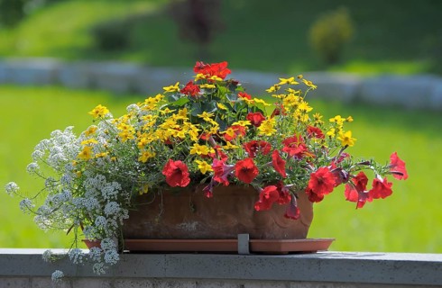 Various flowers blooming in the flower box, rose garden in Oberderdingen
