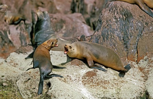 California Sea Lion (zalophus californianus), Adults standing on Rocks, California