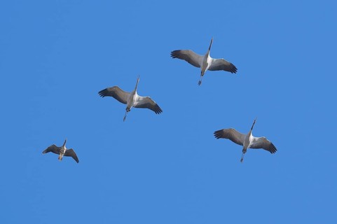 Cranes (Grus grus) flying in formation, typical V-formation, together with a greater white-fronted
